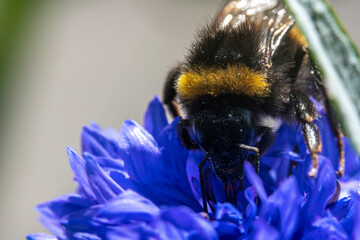 Bienen, Hummeln, Bremsen, Wespen, Fliegen, Schmetterlinge, Schwebfliegen beim fressen und bestäuben von Nutzpflanzen und anderen Blumen