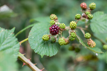 Waldhimbeere mit Blättern