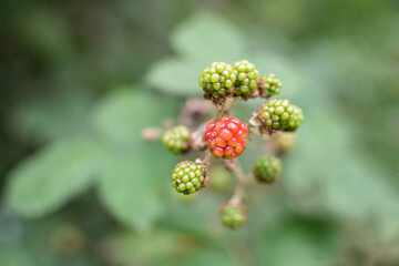 Waldhimbeere mit Blättern