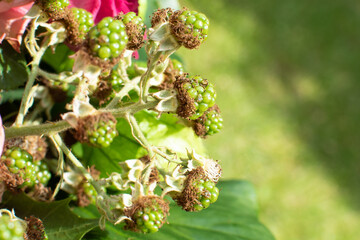 Waldhimbeere mit Blättern
