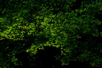 夏の森　青もみじ