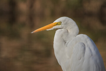 Brazilian Bird
This bird is very common in Brazil.