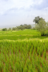 Fototapeta na wymiar Rice paddy field on mountain slopes of Garbett plateau