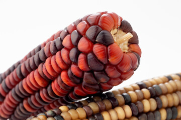 Colorful corn cobs on white ground