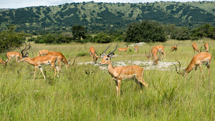 Impalas (antelope) in the Akagera National Park, Rwanda, Africa
