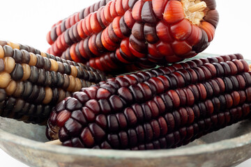Colorful corn cobs on white ground