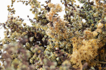 Plant leaves and seeds on white ground