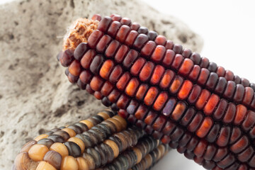 Colorful corn cobs on white ground