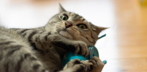 ぬいぐるみで遊ぶ猫　　サバトラ猫