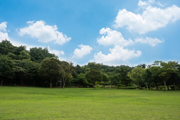 Fototapeta na wymiar Green field and blue sky. Nature background.