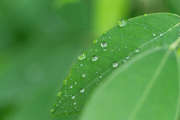 雨降り　濡れた葉