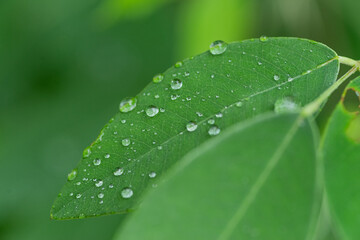 雨降り　濡れた葉