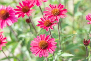 Obraz premium Pink blühender Purpursonnenhut / Echinacea im Sommer