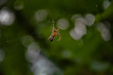 spider eating insect in its web