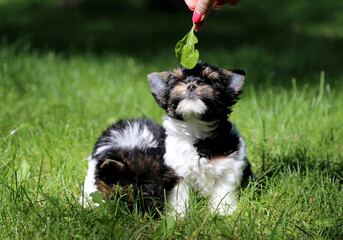 Two Biewer Terrier puppies in green grass.

