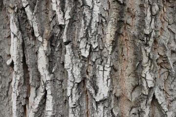 Fototapeta premium tree bark texture