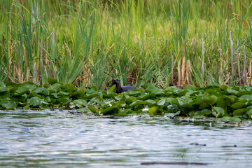 River otter sitting in the wetland.      Vancouver BC Canada
