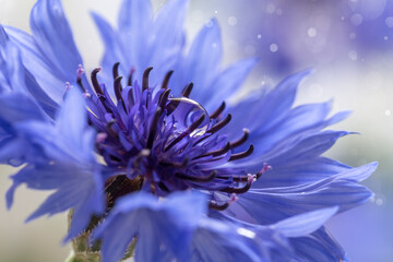 Image with a cornflower.