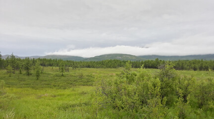 Fototapeta na wymiar landscape with forest