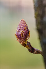 Fototapeta premium Close up view of young sprout with a bud on a tree trunk. Macro photography.
