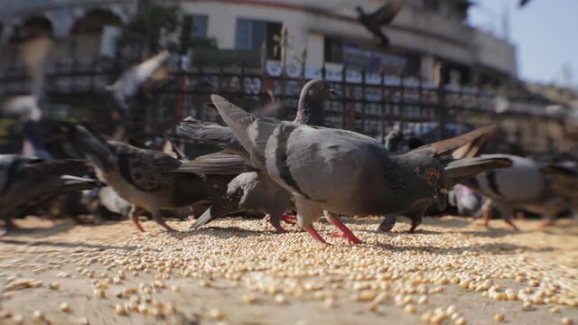 Flock of pigeons eating seeds at street of Kabutar khana, Tilt shift shot. Mumbai City, India