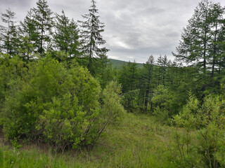 forest in the mountains