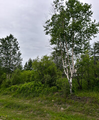 Obraz premium Russian birch