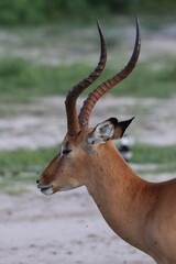 Large groups of Impalas in Chobe National Park in Botswana, Africa