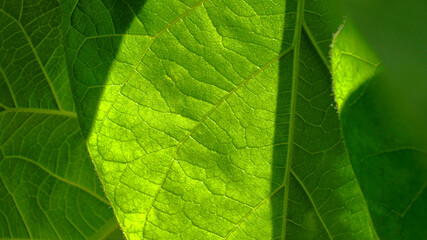 Naklejka na ściany i meble Closeup photography of green leaves with backlight.Horizontal banner.Copy space.