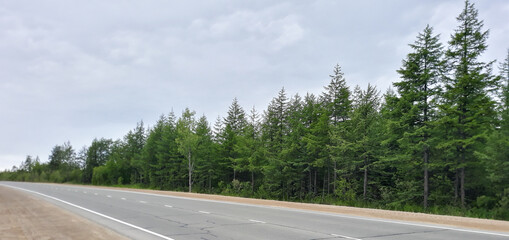 Naklejka premium road in the forest