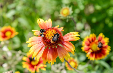 bee on gaillardia flower in garden