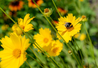 Bright yellow cosmos flower with a bumblebee