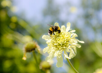 bee on a lite yellow flower