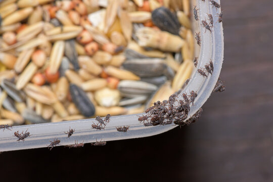 Lots of weevils found in food product