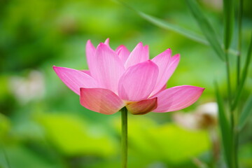 Obraz premium ハスの花