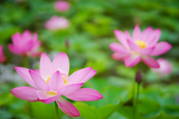 Obraz premium ハスの花