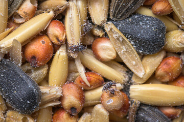 Weevils found in food product