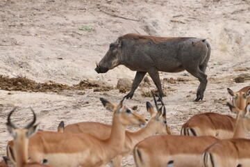 Large groups of Impalas in Chobe National Park in Botswana, Africa