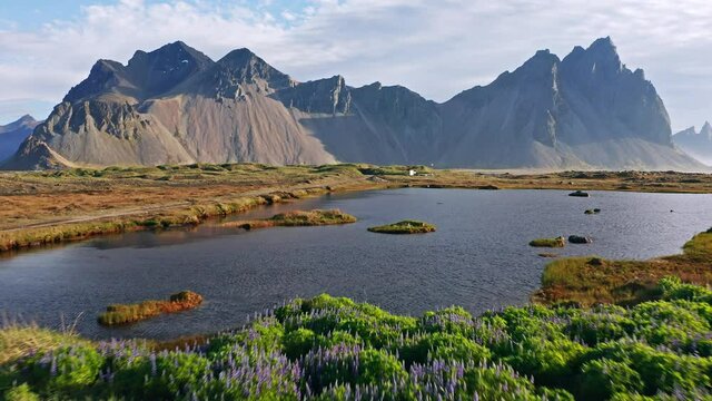 Fantastic scene of Stokksnes cape with Vestrahorn (Batman Mountain) on background. Summer view of Iceland with field of blooming lupine flowers. 4k drone flight above footage (Ultra High Definition).
