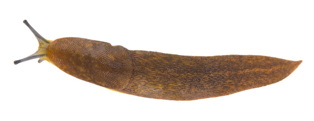 Slug isolated on white background