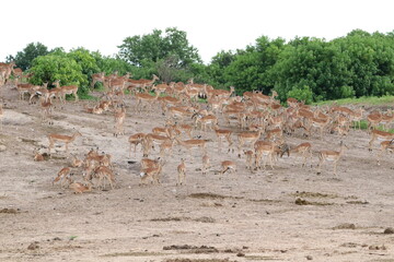 Large groups of Impalas in Chobe National Park in Botswana, Africa