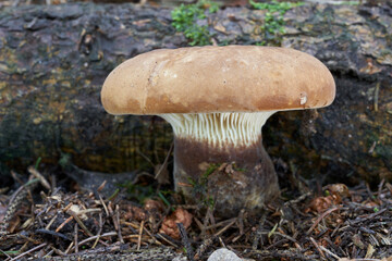 Poisonous mushroom Tapinella atrotomentosa in the spruce forest. Known as Velvet Rollrim or Velvet-footed Pax. Wild mushroom in the needles.