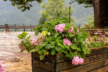 The hydrangea grows on the flower pot close-up