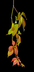 Autumn red green leaves isolated on black background