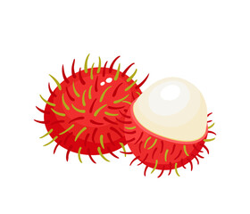 Vector illustration of exotic fruit rambutan isolated on white.