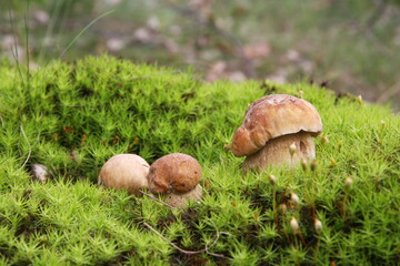 Boletus mushrooms in the forest