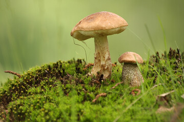Boletus mushrooms in the forest