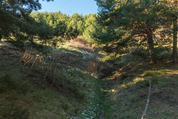 pine forest on the mountain