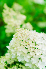 Blooming hydrangea in the garden. Shallow depth of field.