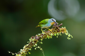 Shining Honeycreeper (Cyanerpus lucidus) female sitting on a branch in the rainforest mear Boca Tapada in Costa Rica